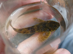 Cottus