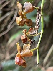 Vandoideae