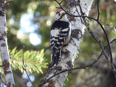 Dendrocopos leucotos