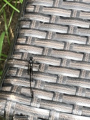 Pelecinus polyturator