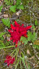 Hyobanche sanguinea