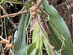 Vandoideae