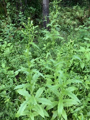 Erechtites hieraciifolius