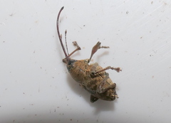 Curculio glandium