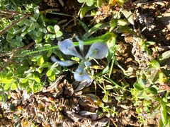 Moraea ciliata