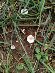 Clitocybe dealbata