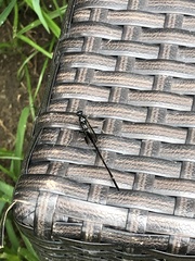 Pelecinus polyturator