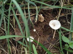 Clitocybe dealbata