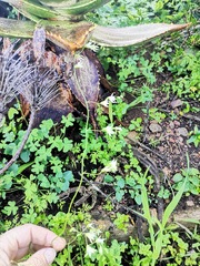 Melasphaerula graminea