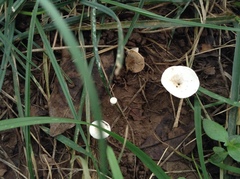 Clitocybe dealbata