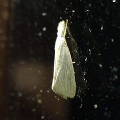Eoreuma densellus