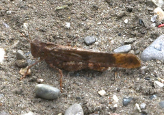 Oedipodinae