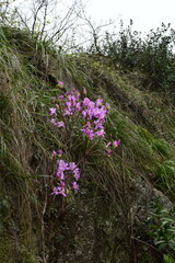 Rhododendron mariesii