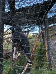 Geranoaetus polyosoma