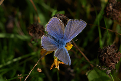 Polyommatus