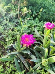 Carpobrotus quadrifidus