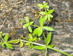Galium trifidum