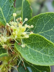 Forestiera reticulata