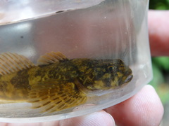 Cottus