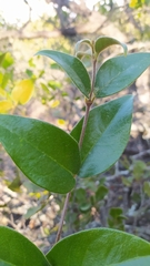 Elytropus chilensis
