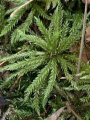 Climacium dendroides