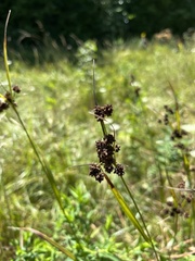 Scirpus atrovirens