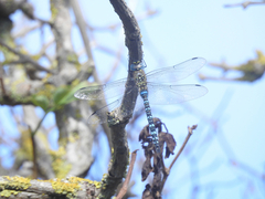 Aeshna mixta