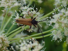 Stictoleptura rubra