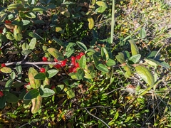 Shepherdia canadensis