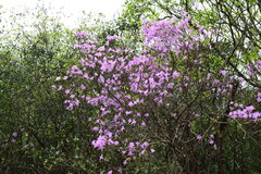 Rhododendron mariesii