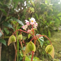 Begonia