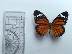 Danaus genutia