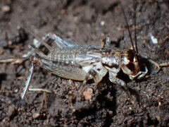 Velarifictorus micado