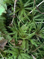 Climacium dendroides