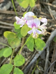 Lespedeza procumbens