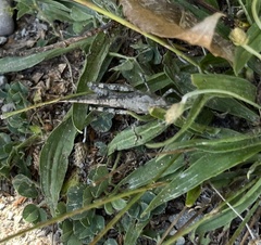 Trimerotropini