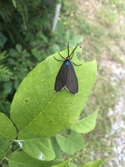 Ctenucha virginica