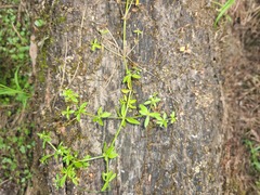 Galium trifidum