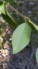 Elytropus chilensis