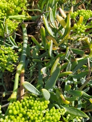 Crithmum maritimum