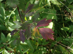 Thalictrum flavum