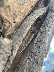 Hemidactylus platyurus