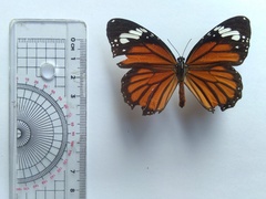 Danaus genutia