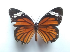 Danaus genutia