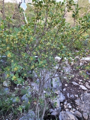 Forestiera reticulata