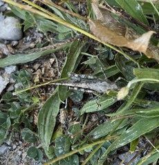 Trimerotropini