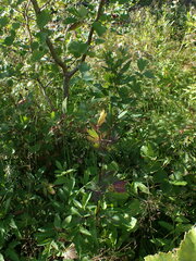 Thalictrum flavum