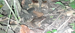 Leptodactylus insularum