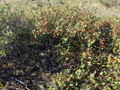 Shepherdia canadensis
