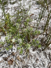 Eryngium